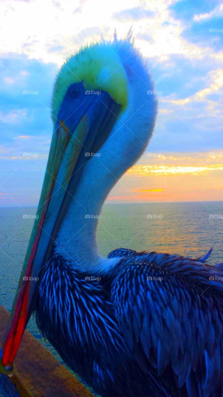 "Pelican On The Pier At Sunset"
