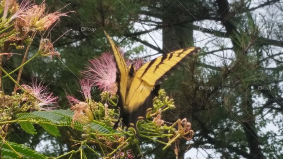 A yellow swallowtail frolicking around a pink mimosa tree. Bouncing from bloom to bloom.