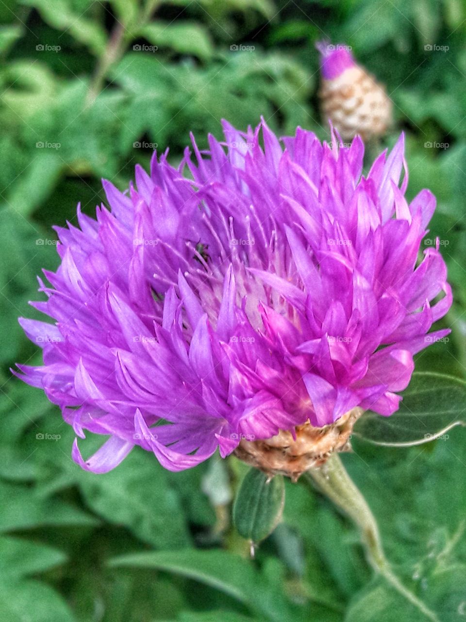 nature flower botany summer spring greens wild