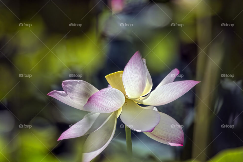 Lotus flower in Aquatic garden