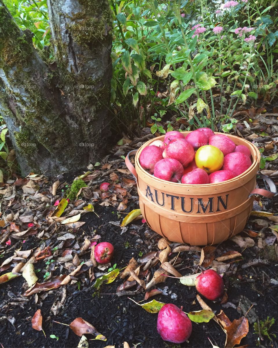 Basket of Crisp Autumn Apples