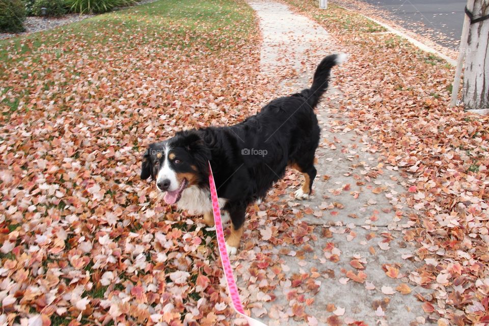 Dog in fall leaves 