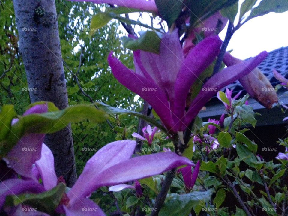 Purple magnolia