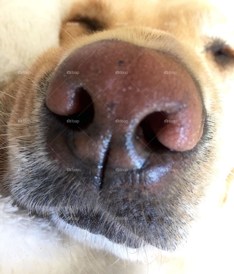 Close up of my dogs nose. Close up view of my gorgeous dogs nose