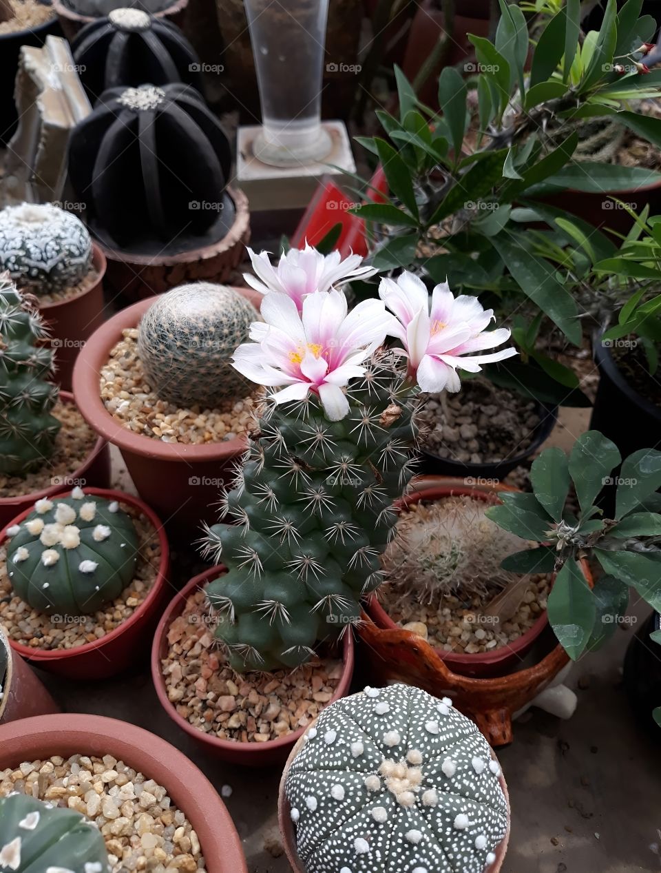 The flowers of the cactus bloom in the garden.