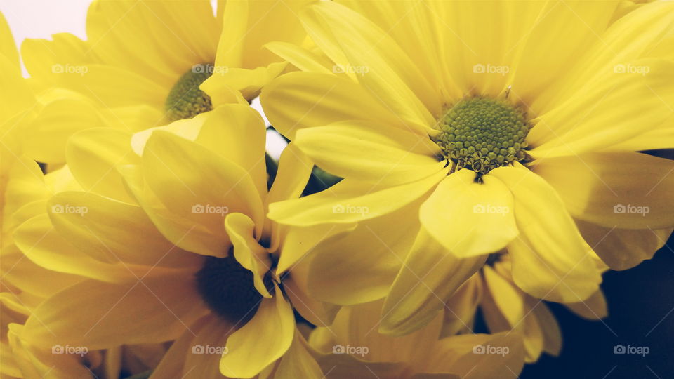 yellow chrysanthemum