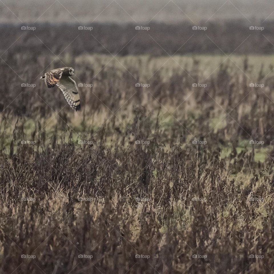 Short eared owl flying over a field