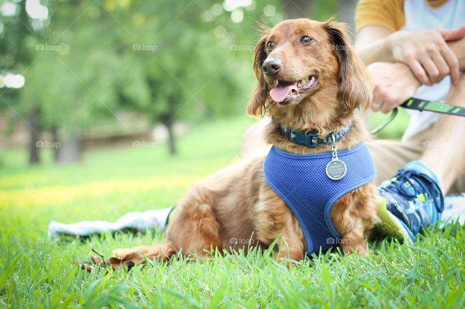 Happy dog in the park