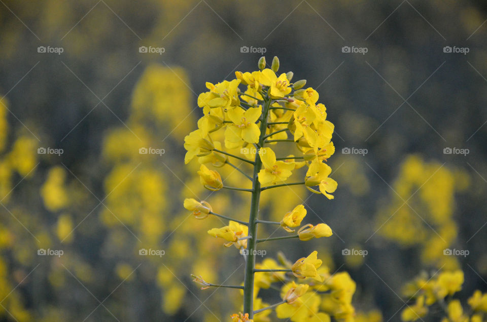 Canola. Swedish summer feeling 