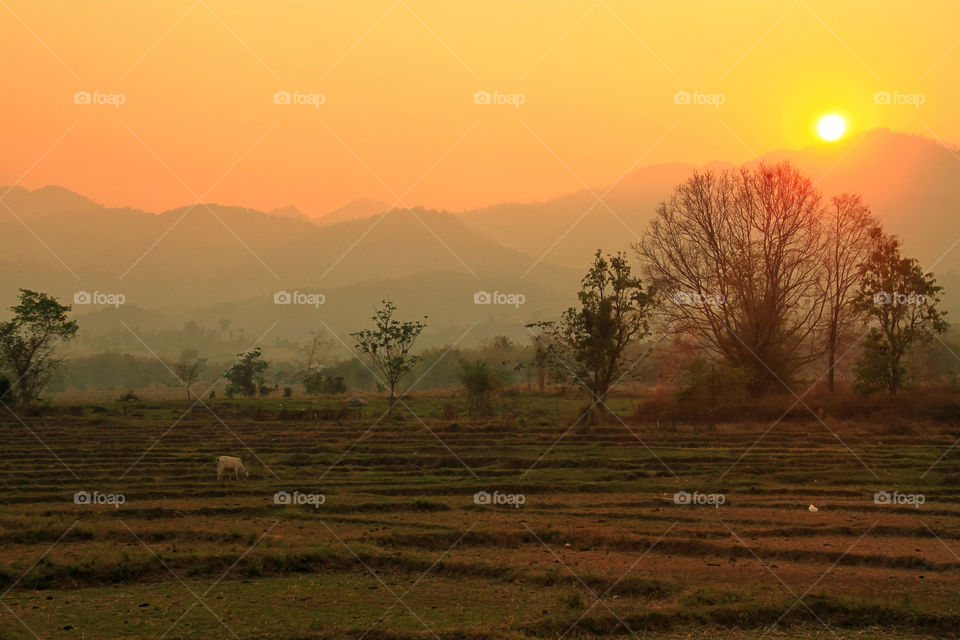 The sunset behind the mountains in the evening in a rural rice field. There was a cow standing eating the grass in the field.