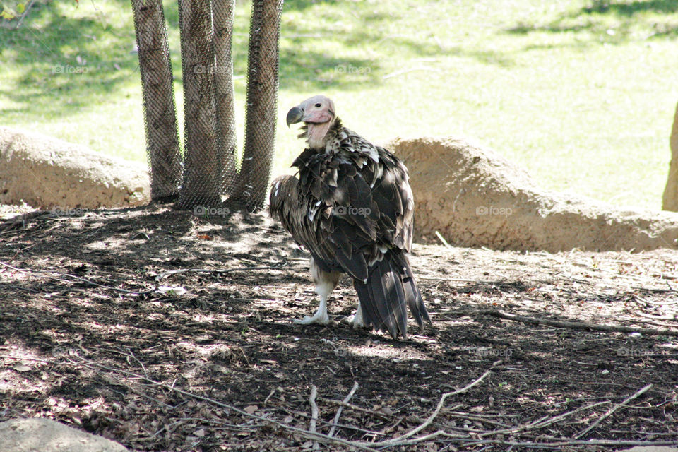 Lappet-Faced Vulture