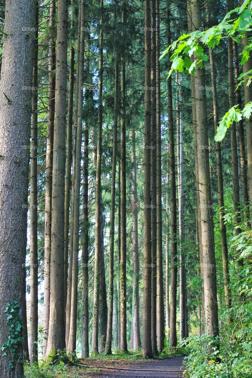 Path between tall trees seen from low level