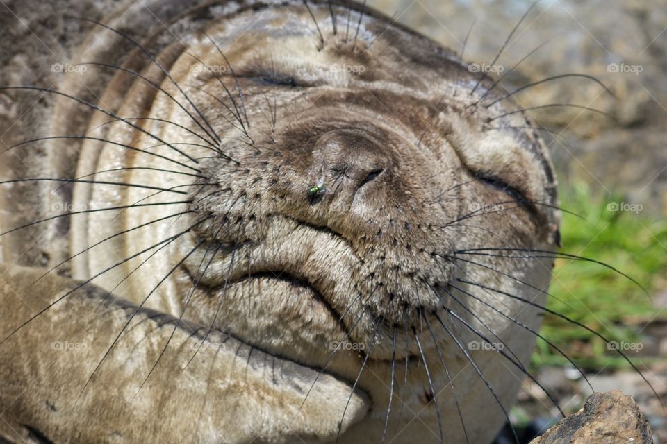 Elephant seal