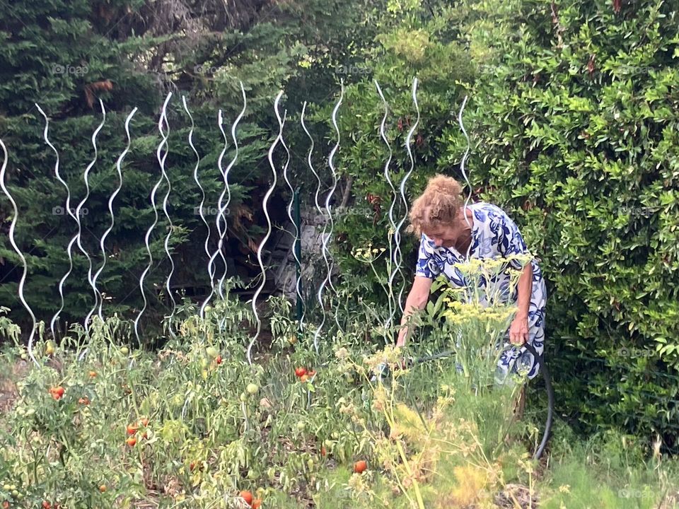 Watering vegetable garden
