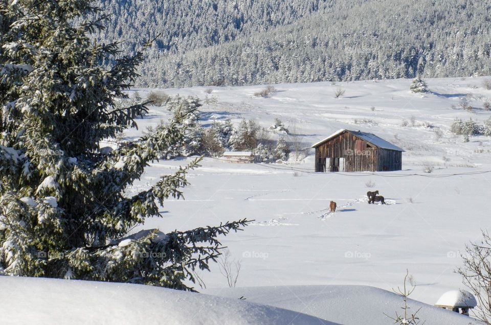 Winter landscape