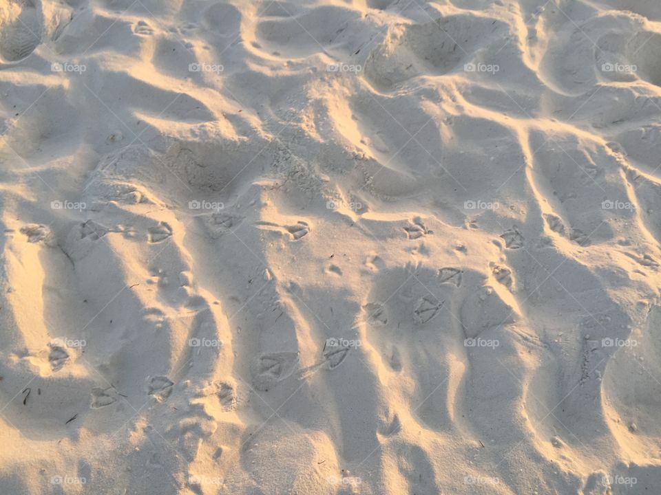 Bird tracks at sunset on Okaloosa Island, FL