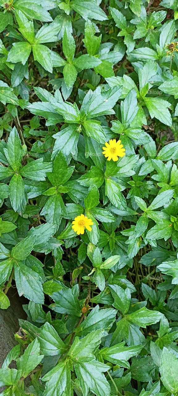 Sphagneticola trilobata