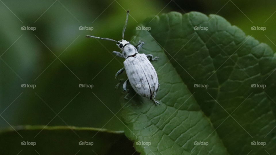 white bug on green leaf
