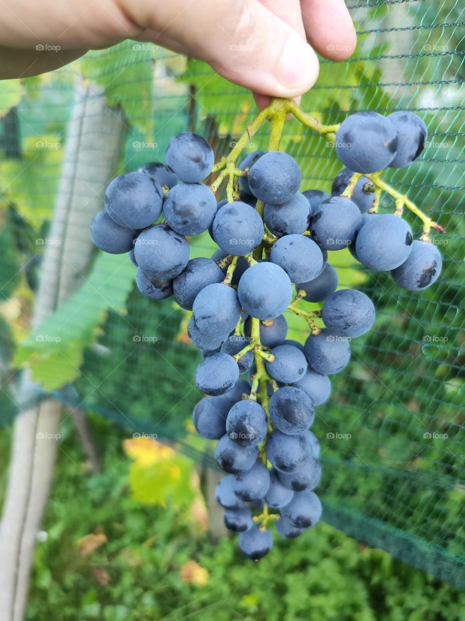 grapes Muškat Blue 4