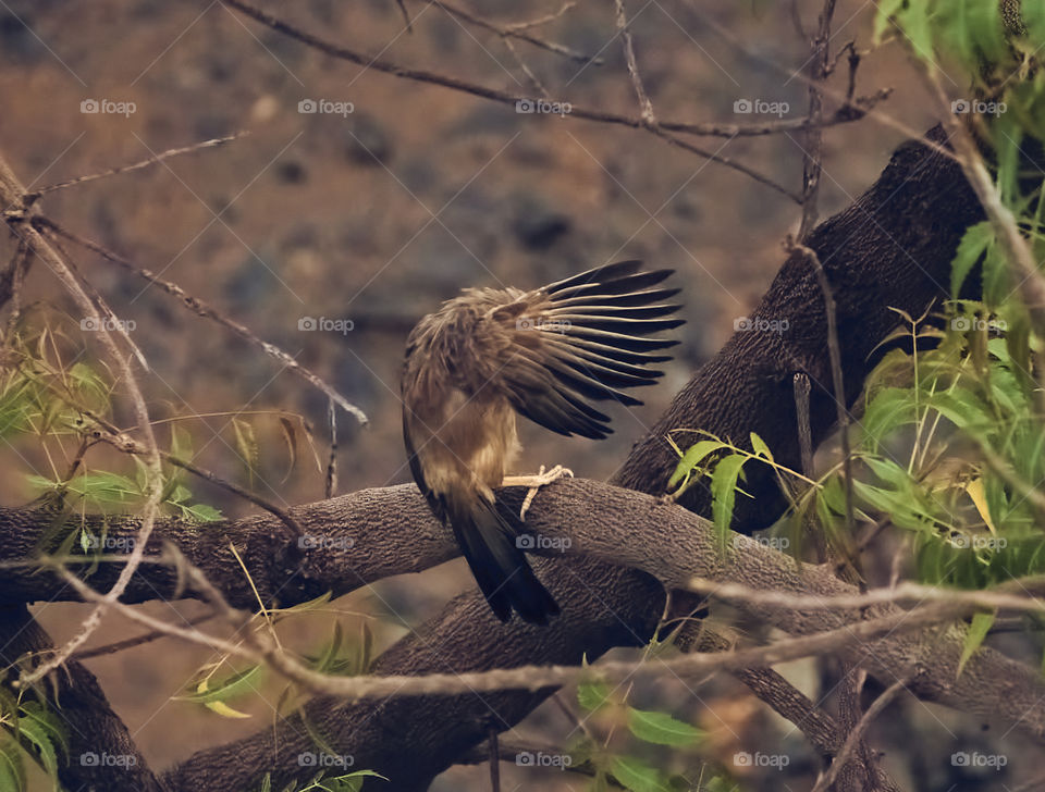 Bird photography - Shy for posing - covering face