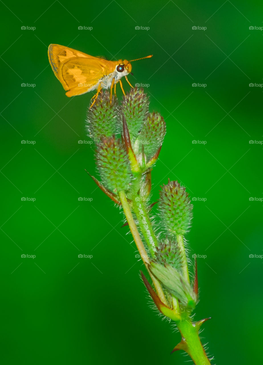 little butterfly perched on the grass