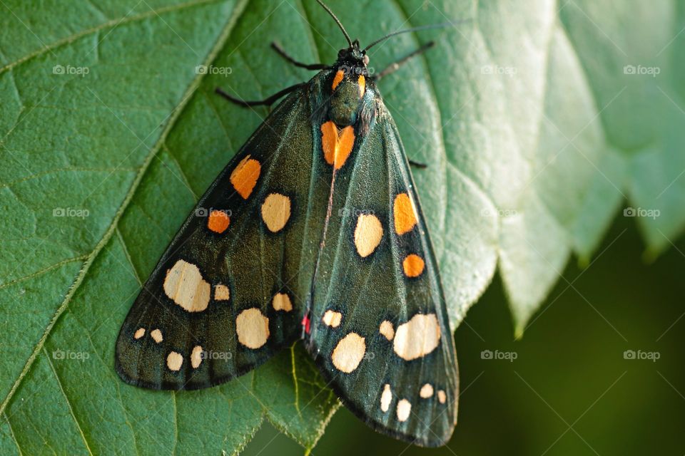 Beautiful and colourful butterfly