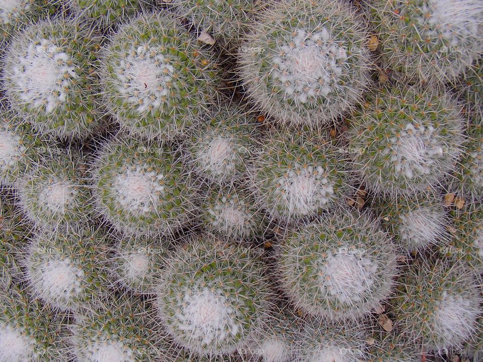 Cactus 