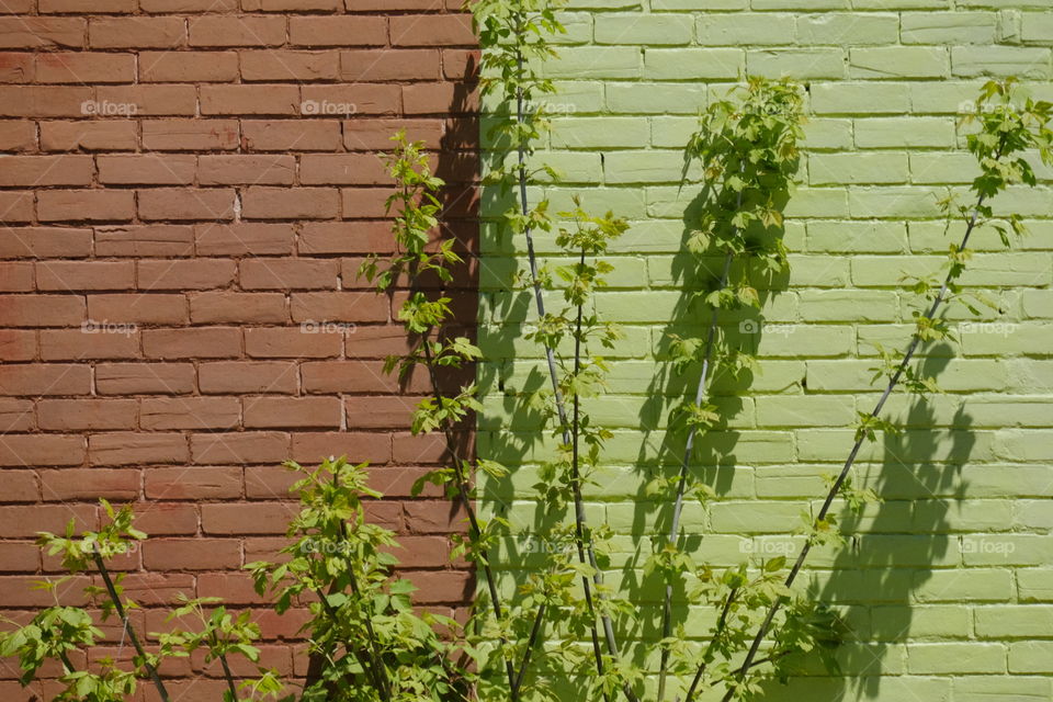 Neighbor’s plants 