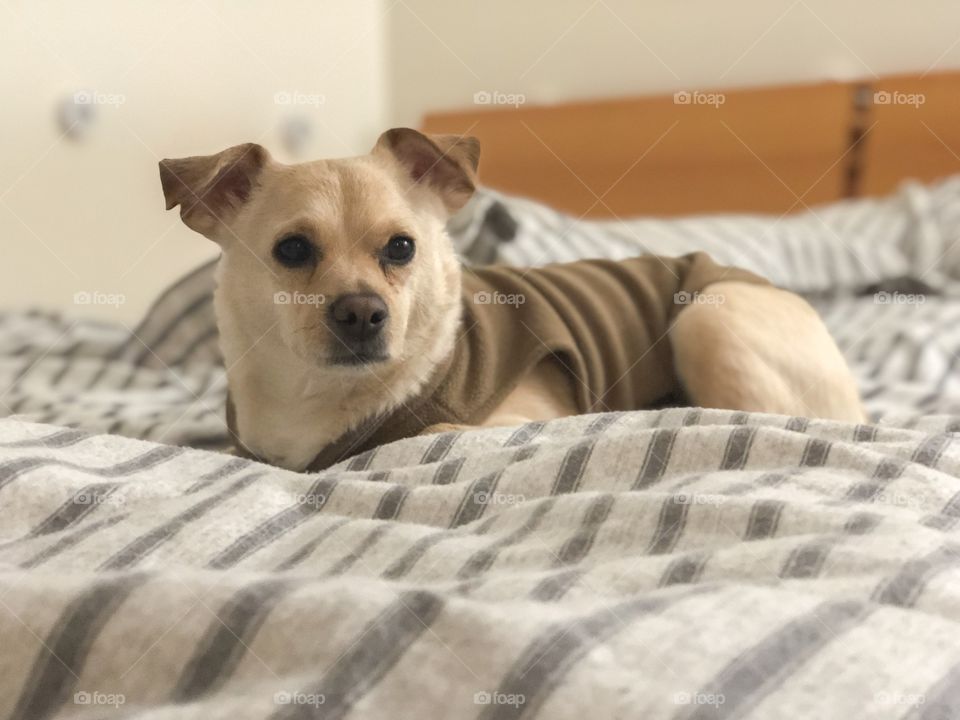 Chihuahua mix