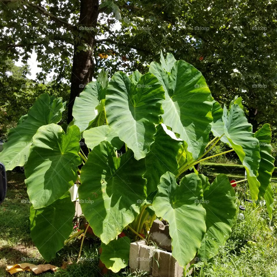 Elephant ears