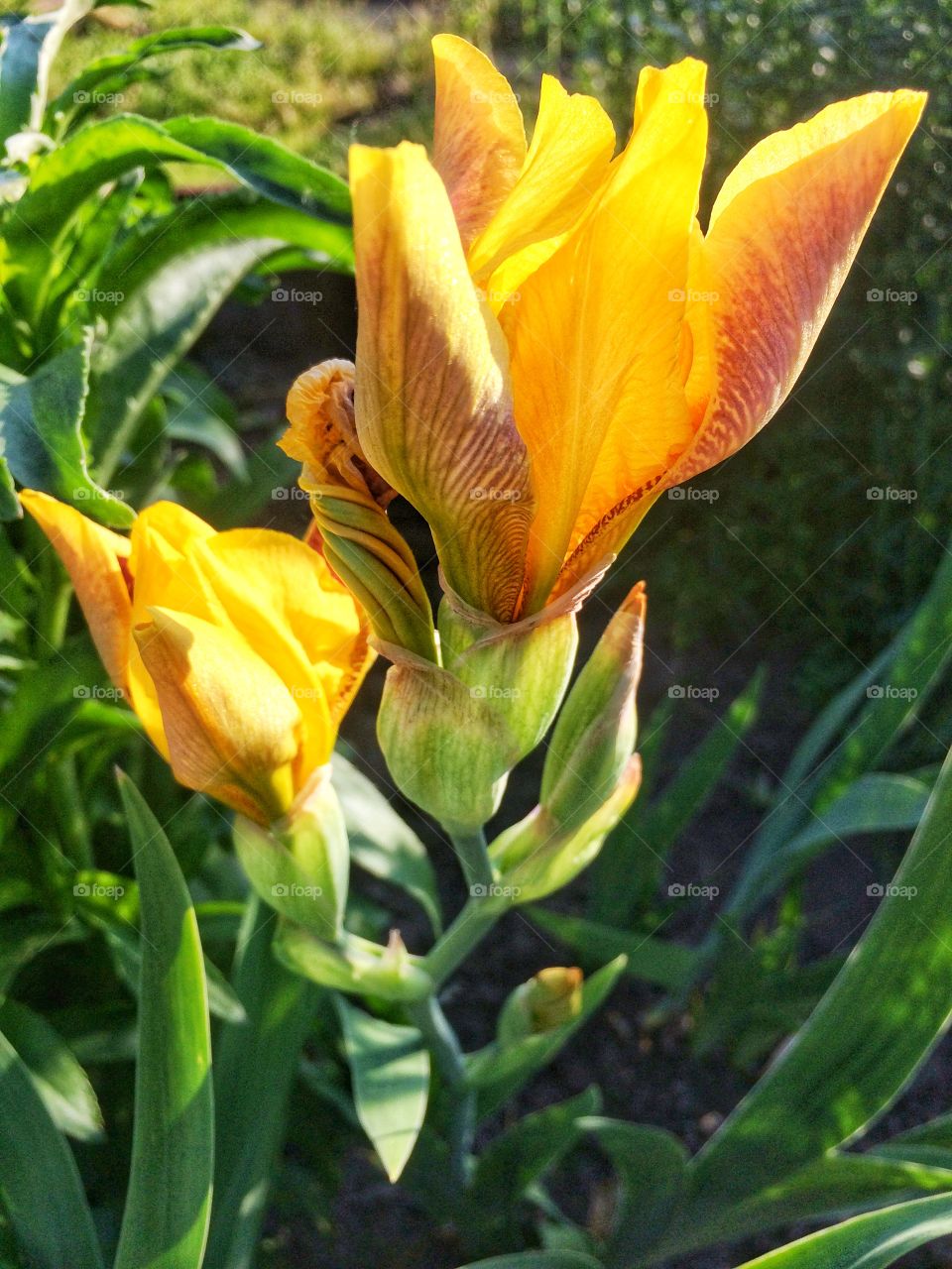 Blossom garden flowers iris 