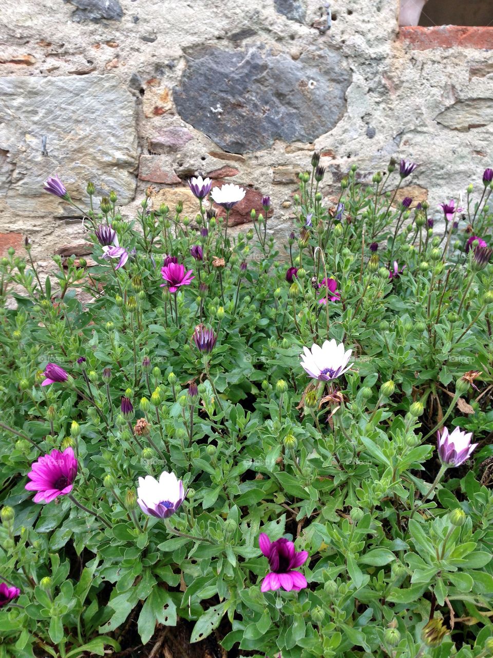 Pieve di Compito Lucca