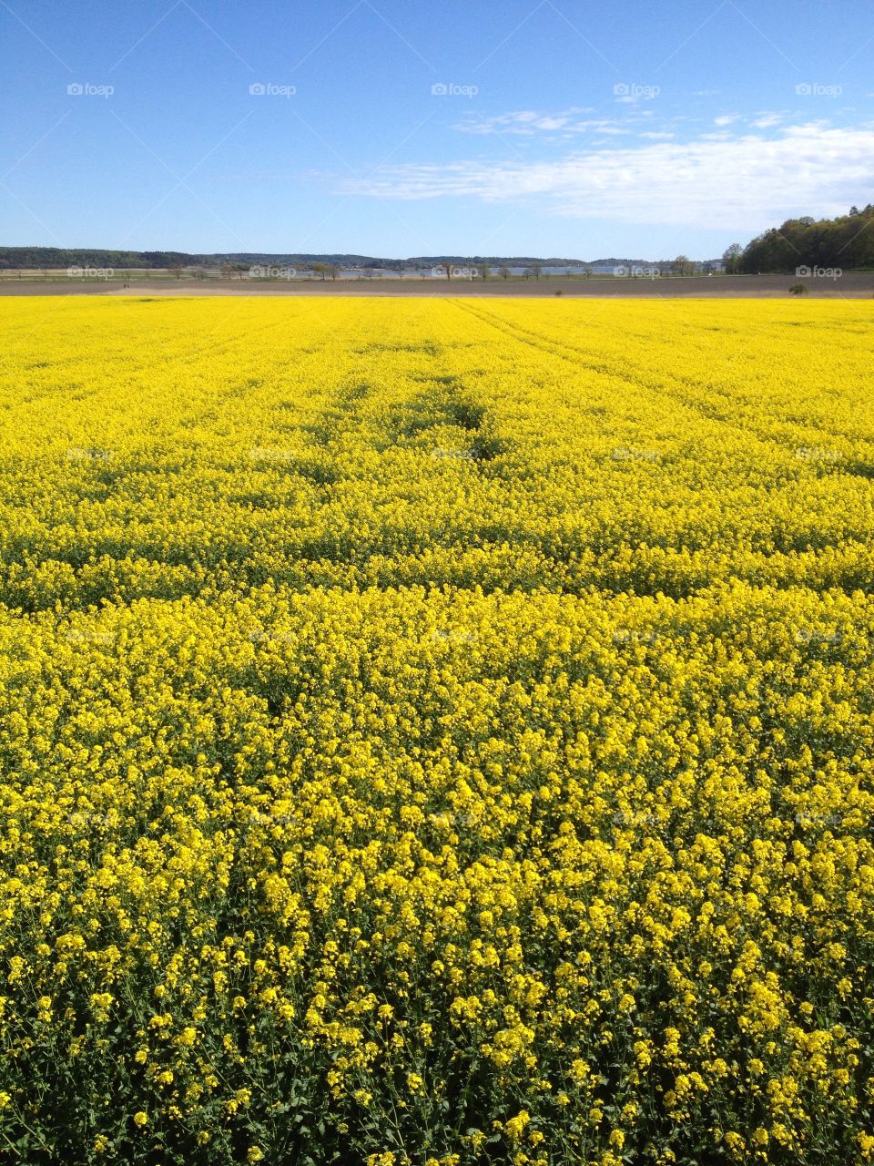 Scenic view of oilseed rape field