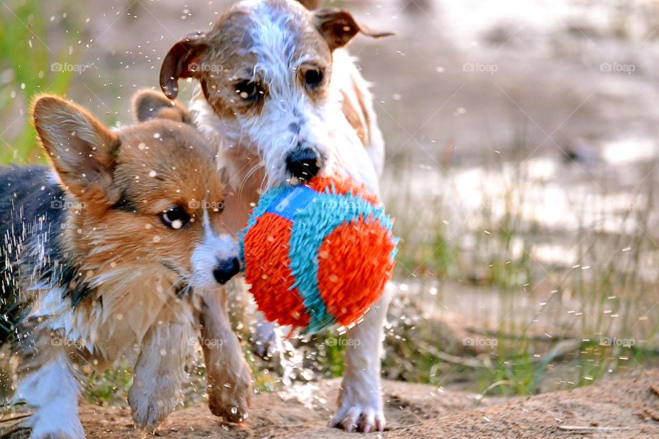 Dogs playing