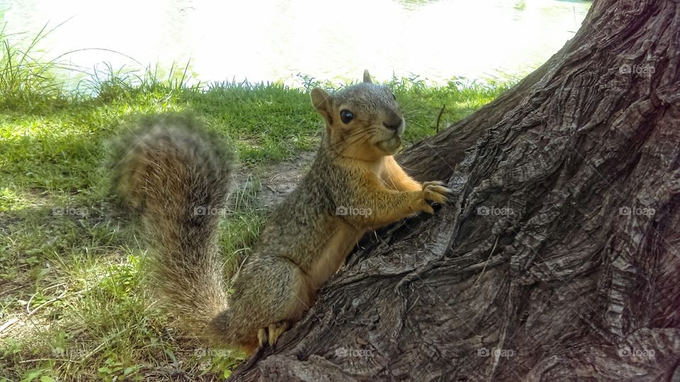Squirrel eating at the Park