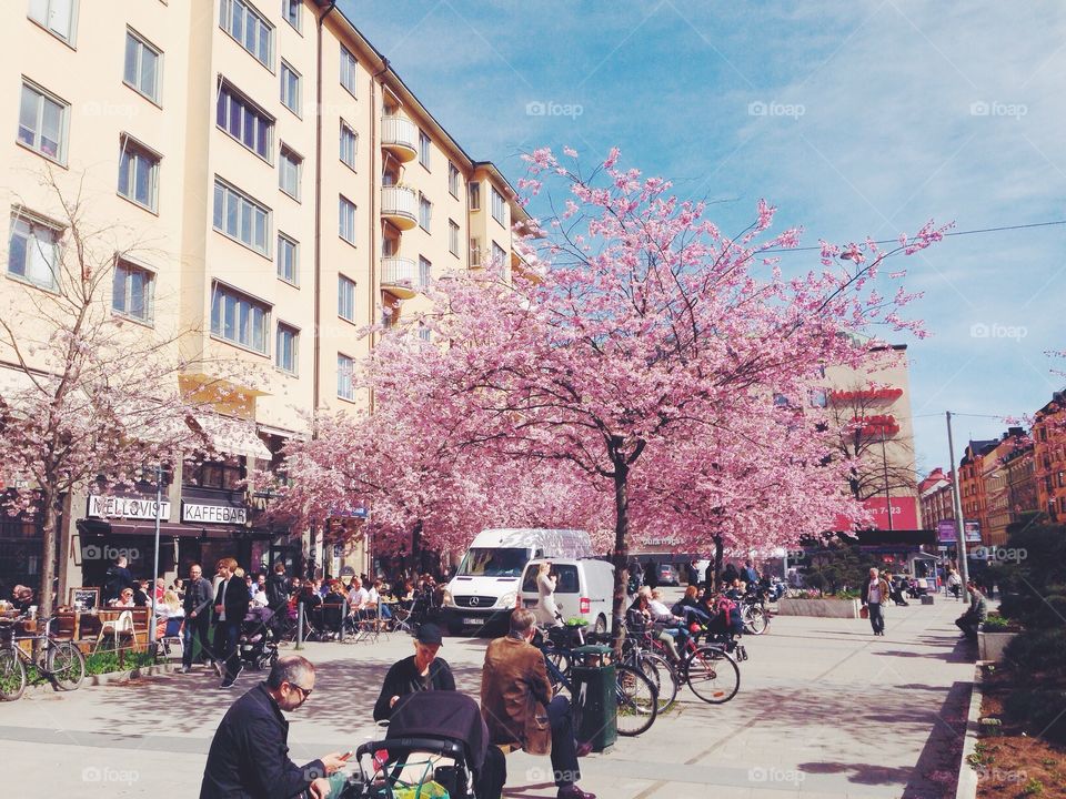 cherry blossom at bysistorget