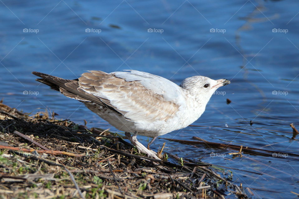 Drinking Gull