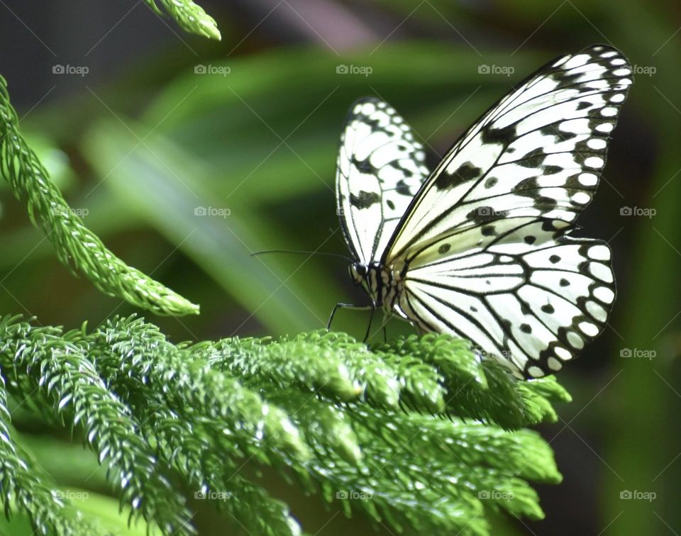 Birds and Bees in Motion