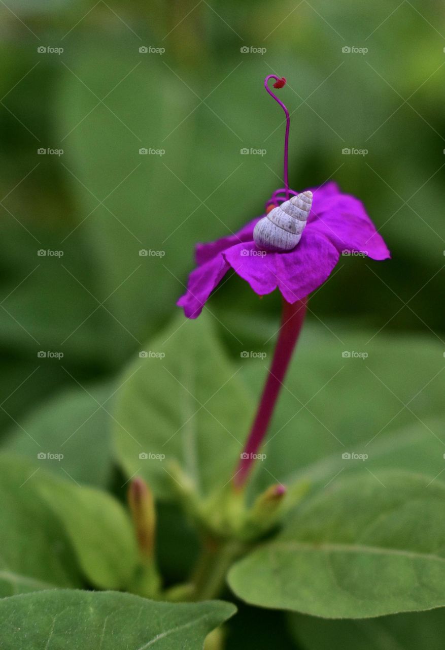 Snail sitting on a pink wild flower 