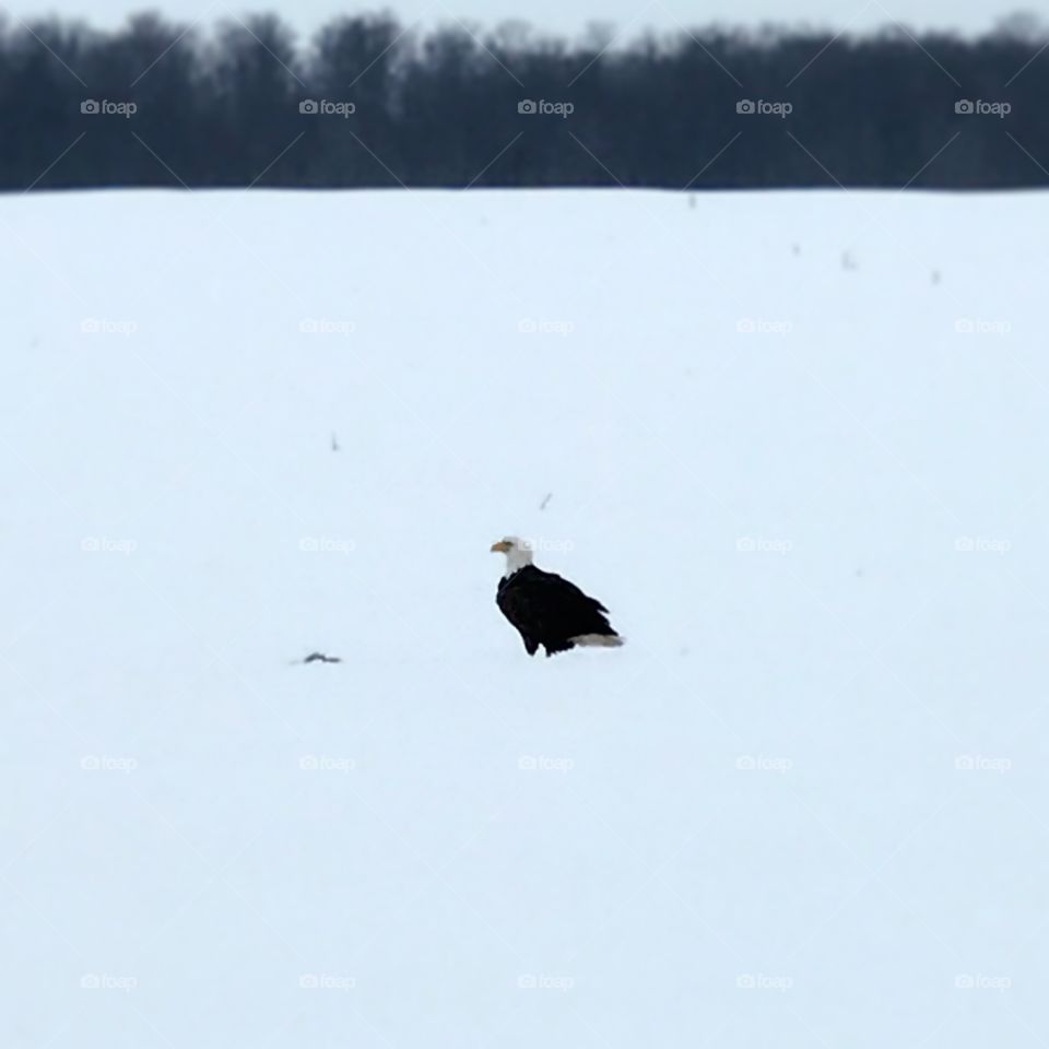 Bald eagle in the snow