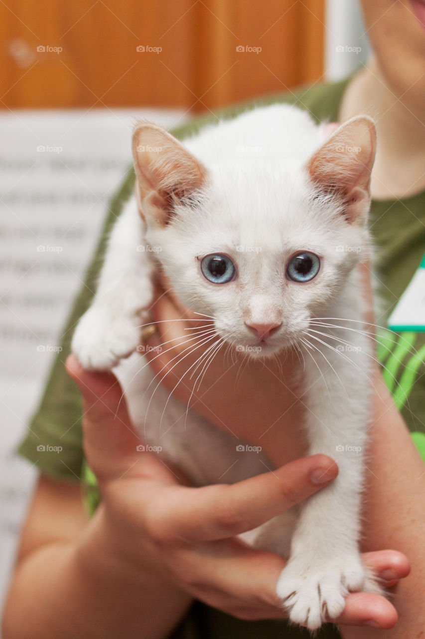 Child holding cute kitten