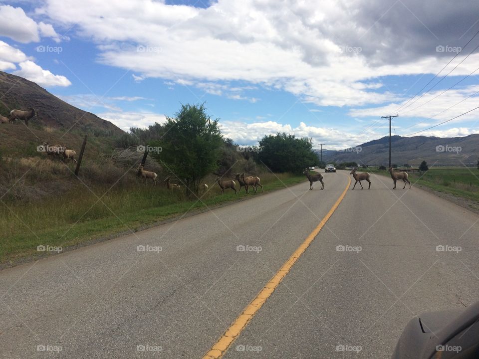 Mountain goats crossing the road 