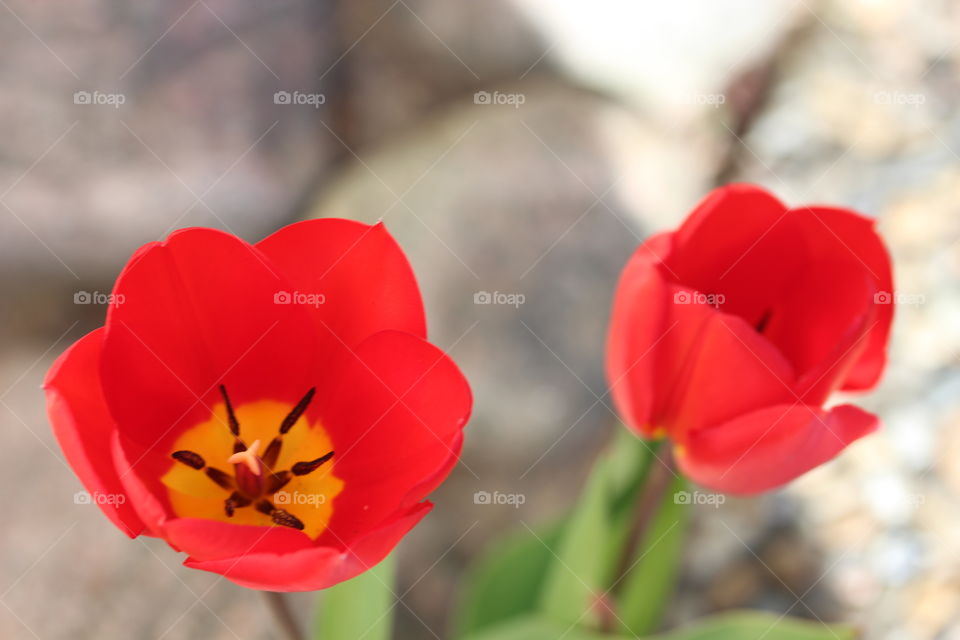 Close-up of two red tulips