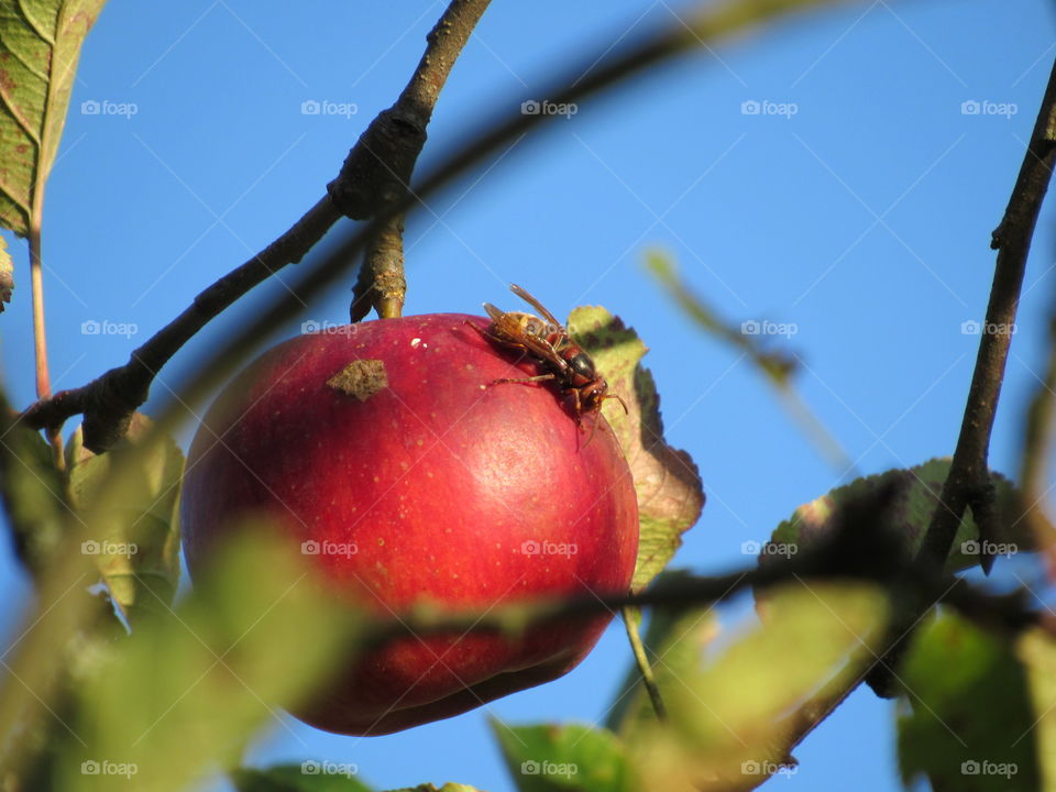 wasp apple