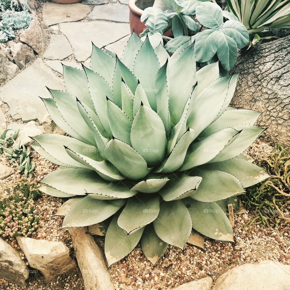 Mescal Agave. Conservatory finds ✨
