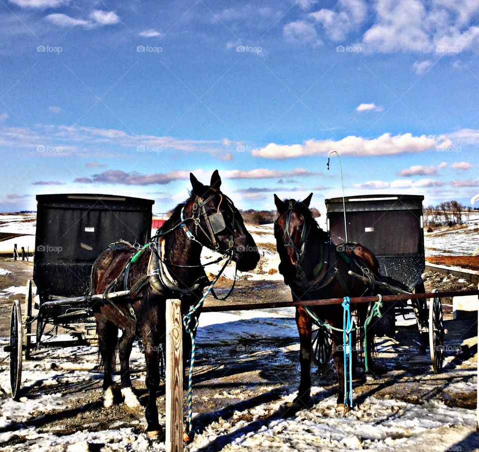 Amish Sunday 