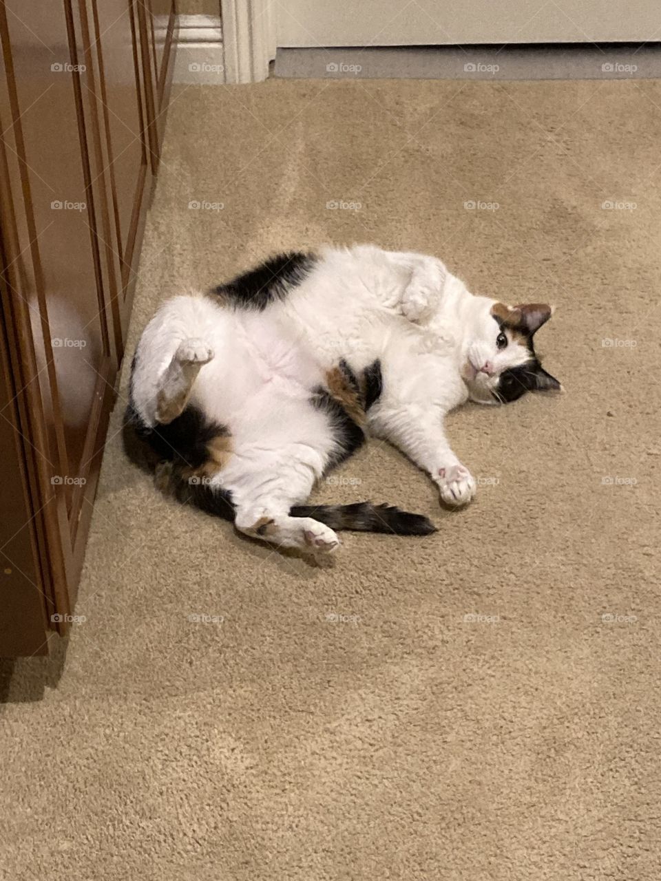 Freshly vacuumed carpet 