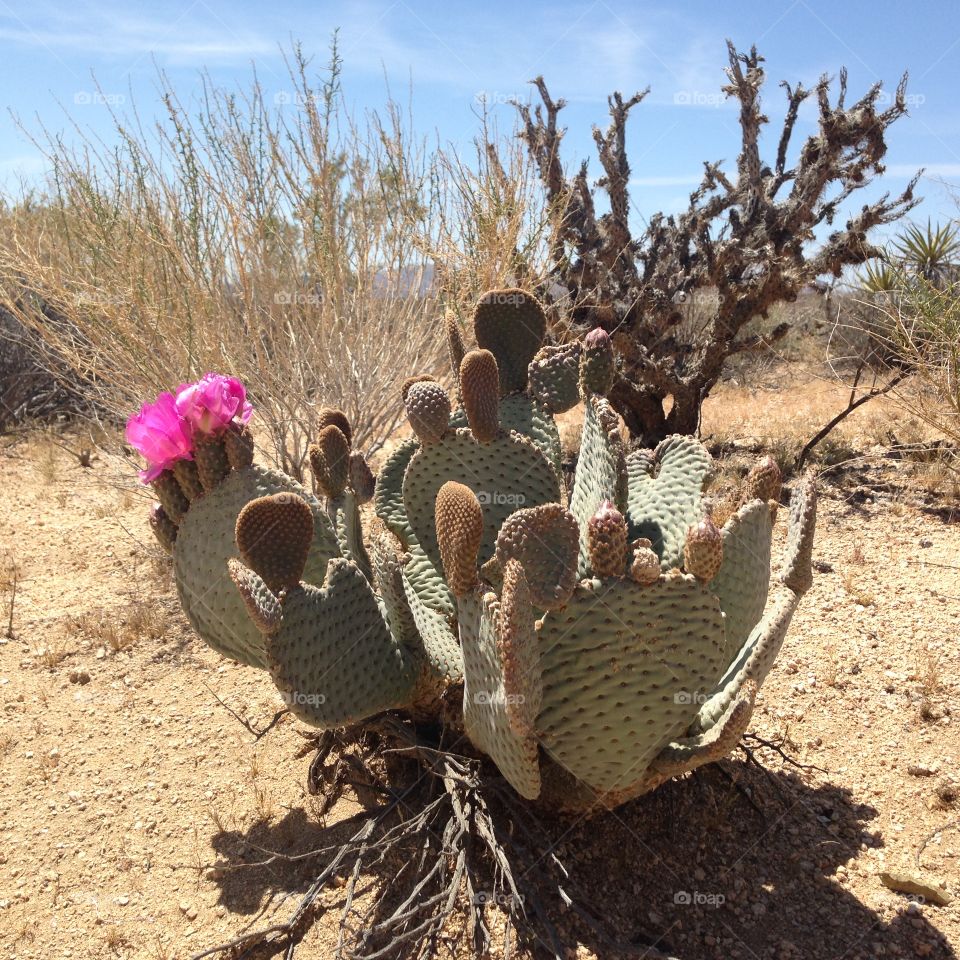 Cactus bloom in Joshua Tree national park 