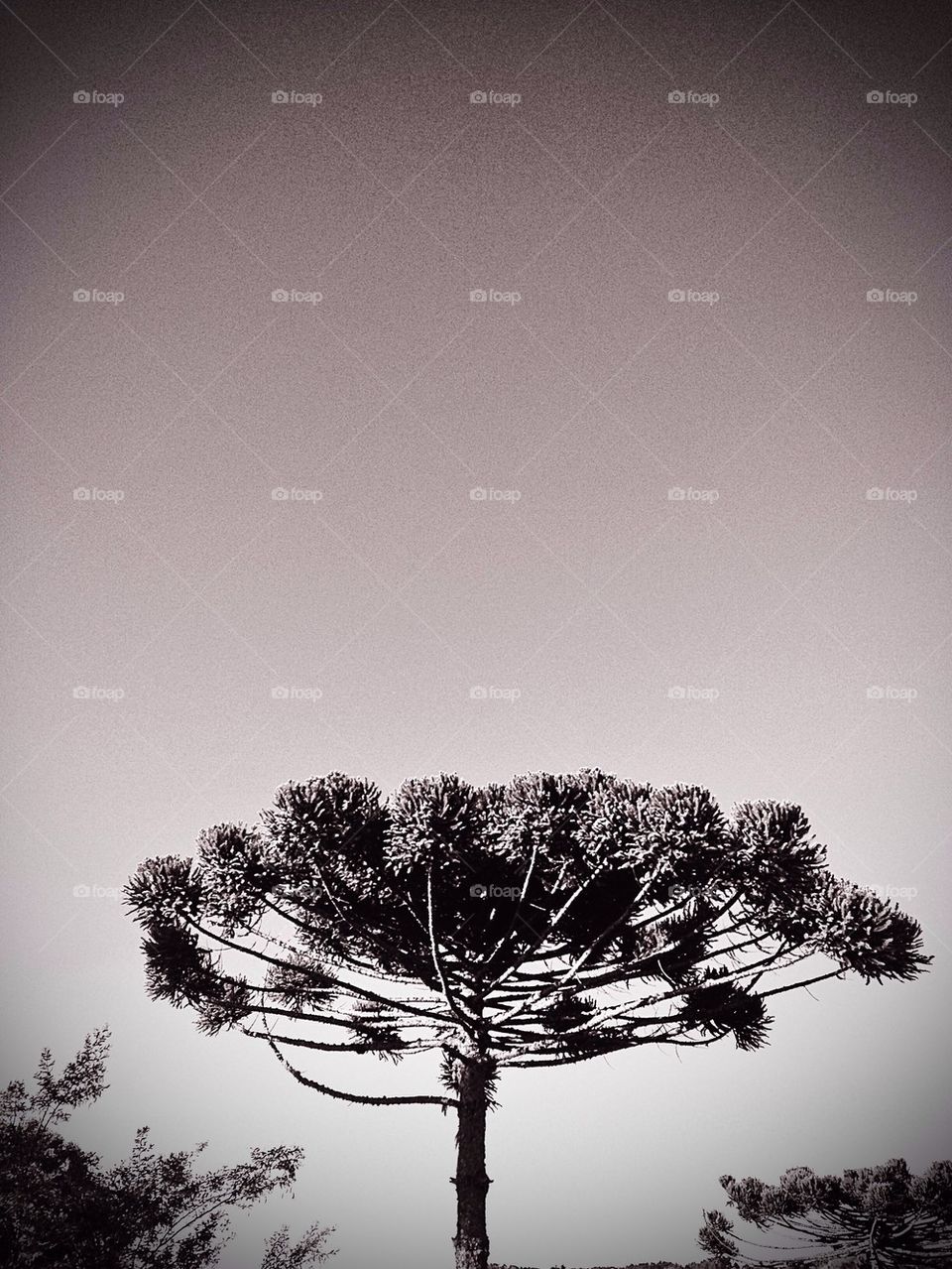 Low angle view of araucaria tree