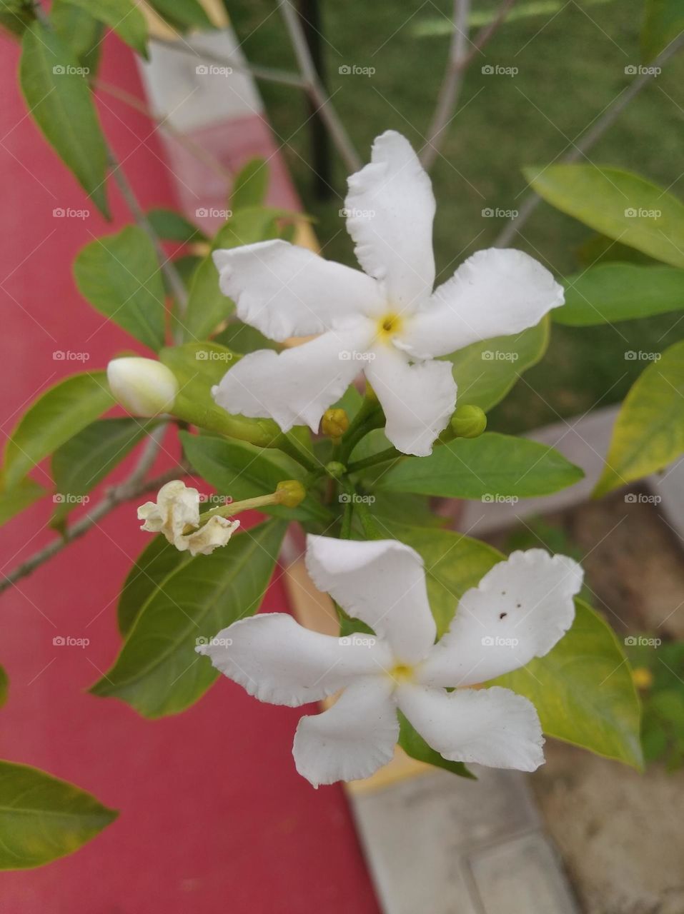 white flower looks very beautiful generally found everywhere fresh seasonal green leaves